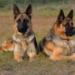 Rising Crime Concerns and the Growing Demand for Personal Protection Dogs