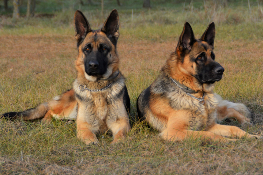 Rising Crime Concerns and the Growing Demand for Personal Protection Dogs